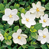 Gardenia Kleims Hardy Plants