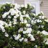 Gardenia Plant - Crown Jewels