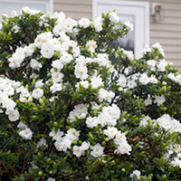 Gardenia Plant - Crown Jewels