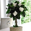 Gardenia Standard Twisted Stem