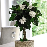 Gardenia Standard Twisted Stem