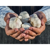 Garlic 9cm Plants - Our Selection