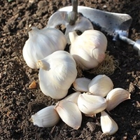 Garlic Bulbs - Carcossonne Wight