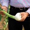 Garlic Bulbs - Elephant