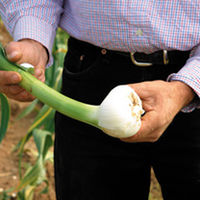 Garlic Bulbs - Elephant