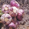 Garlic Bulbs - Germidour