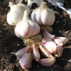 Garlic Bulbs - Kingsland Wight