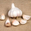 Garlic Bulbs - Picardy Wight