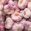 Garlic Bulbs - Purple Wight