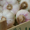 Garlic Bulbs - Red Duke