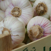 Garlic Bulbs - Red Duke