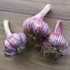 Garlic Bulbs - Rose Wight