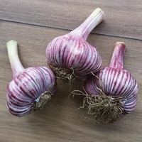 Garlic Bulbs - Rose Wight