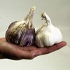 Garlic Bulbs - Twin Pack Champion White & Purple