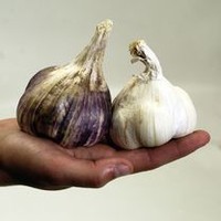 Garlic Bulbs - Twin Pack Champion White & Purple