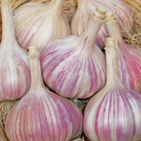 Garlic Bulbs - Vayo