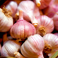 Garlic Bulbs (Autumn) - Edenrose