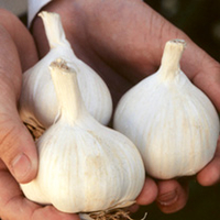 Garlic Bulbs (Spring) - Printanor