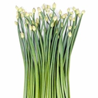 Garlic Chives Seeds