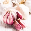 Garlic Plants - Carcassonne Wight