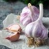 Garlic Plants - Caulk Wight