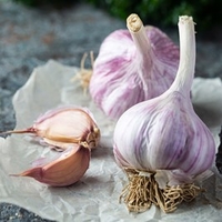 Garlic Plants - Caulk Wight