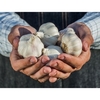 Garlic Plants - Tuscany Wight