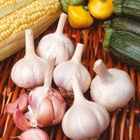 Garlic/Shallot/Onion Collection