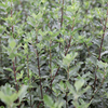 Garrya elliptica Plant