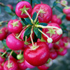 Gaultheria Plant - Bells Seedling