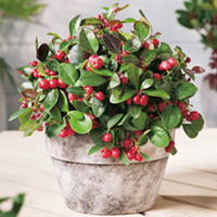 Gaultheria Plants