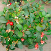 Gaultheria procumbens Plant