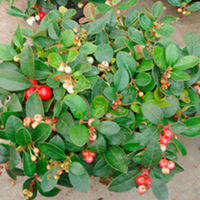 Gaultheria procumbens Plant