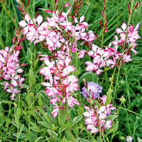 Gaura lindheimeri Plant - Freefolk Rosy