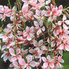 Gaura lindheimeri Plant - Siskiyou Pink
