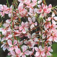 Gaura lindheimeri Plant - Siskiyou Pink