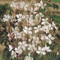 Gaura lindheimeri Plant