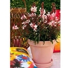 Gaura Plant - Gaudi Pink