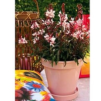 Gaura Plant - Gaudi Pink