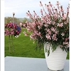 Gaura Plant - Graceful Light Pink