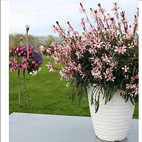 Gaura Plant - Graceful Light Pink