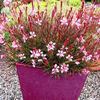 Gaura Plant - Passionate Blush