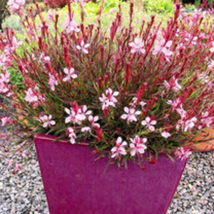 Gaura Plant - Passionate Blush