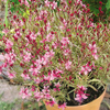 Gaura Plant - Passionate Rainbow