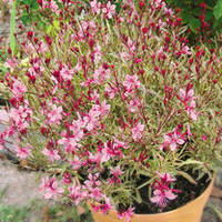 Gaura Plant - Passionate Rainbow