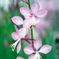 Gaura Plant - Rosy Jane