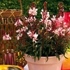 Gaura Plants - Gaudi Pink