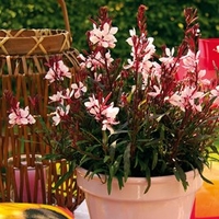 Gaura Plants - Gaudi Pink