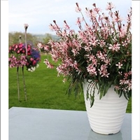 Gaura Plants - Graceful Light Pink