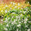 Gaura Plants - Sparkler White Gem